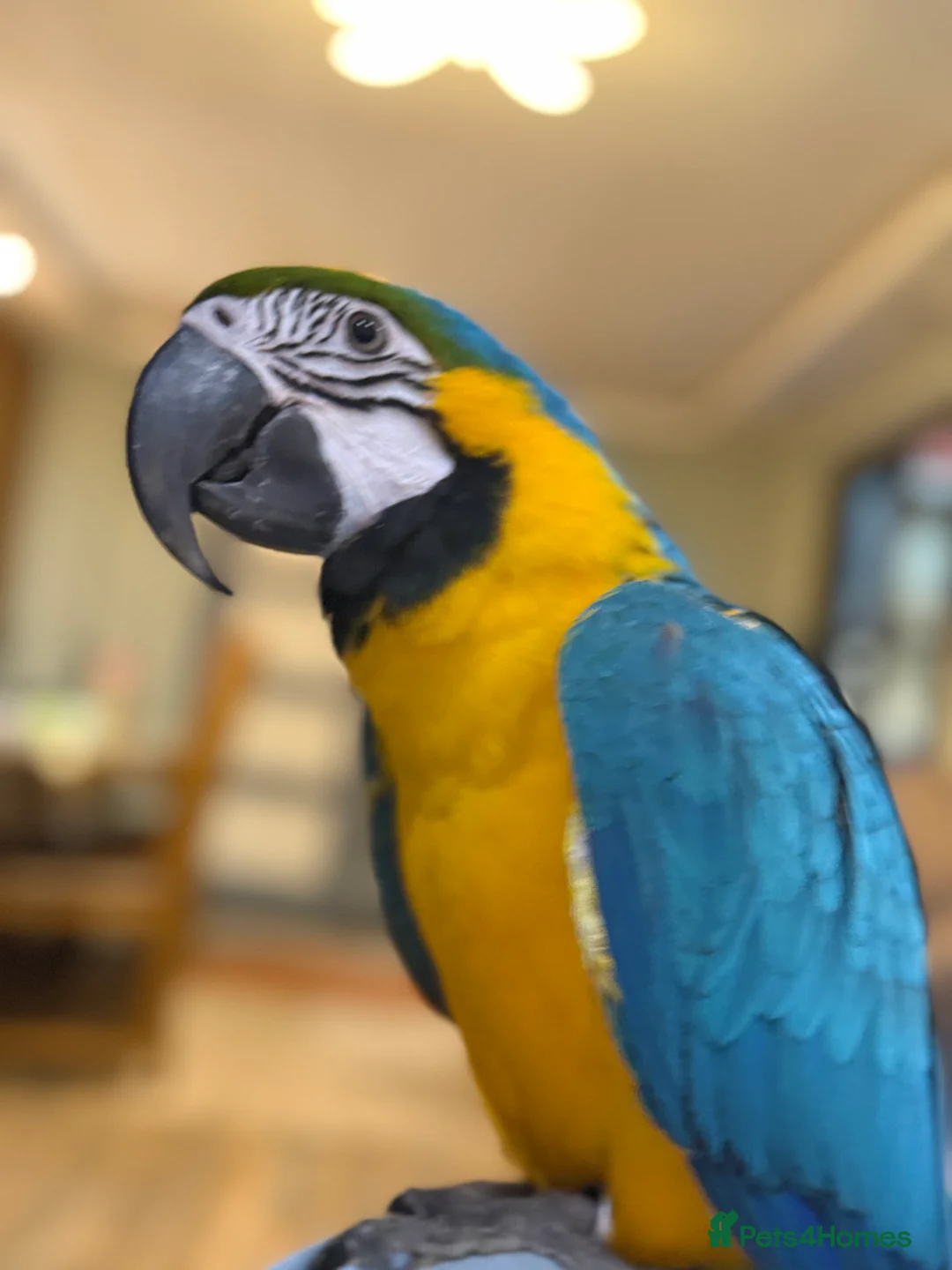 Macaws birds for sale: Tamed Birds for Sale (with DNA Certificate) in Derby - Advert 1