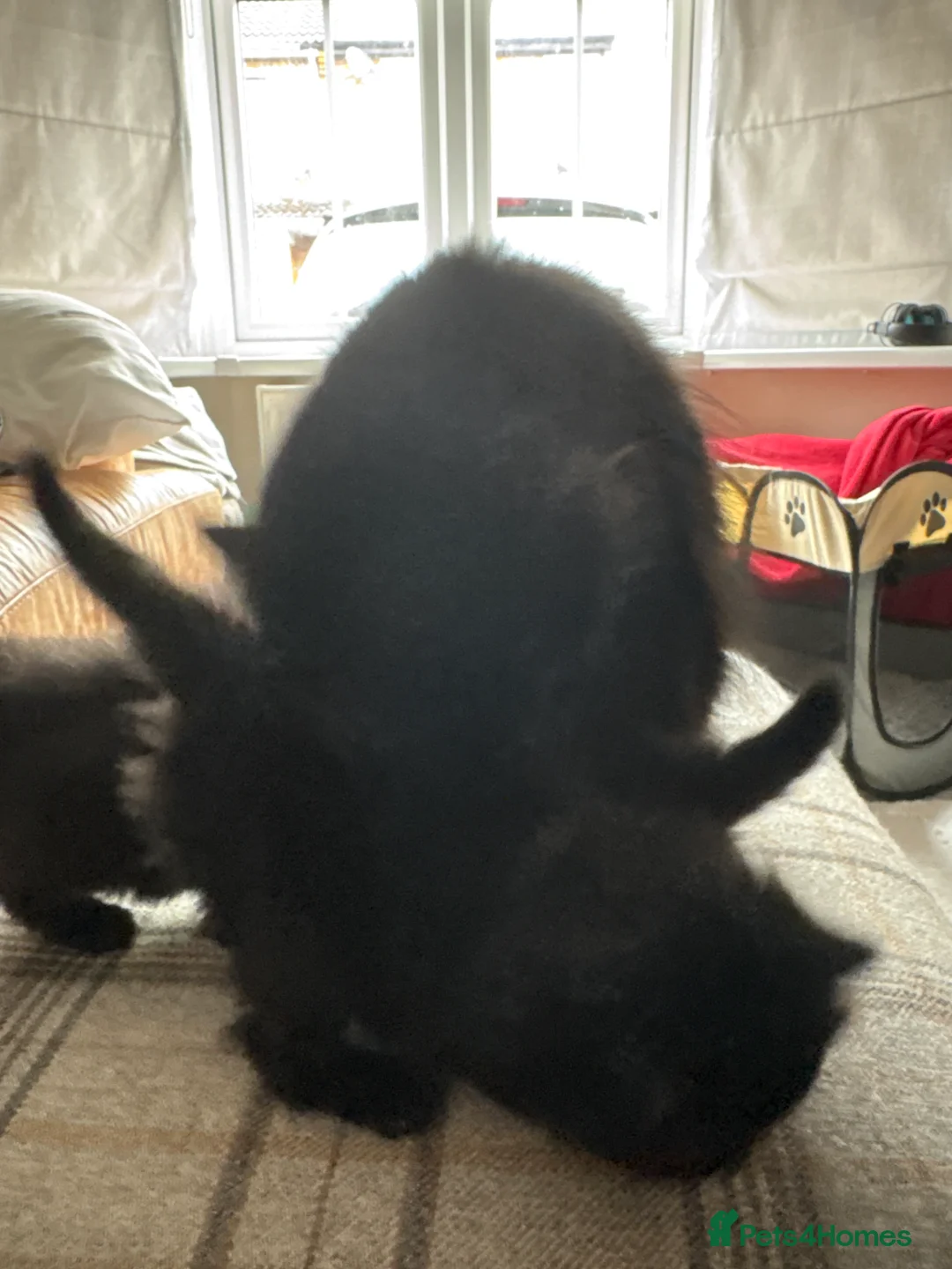 Mixed Breed cats for sale: Black fluffy Kittens  - Advert 10