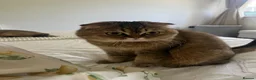 Scottish Fold cats for sale: Brother&Sister ScottishFold - 2 year olds - Advert 12