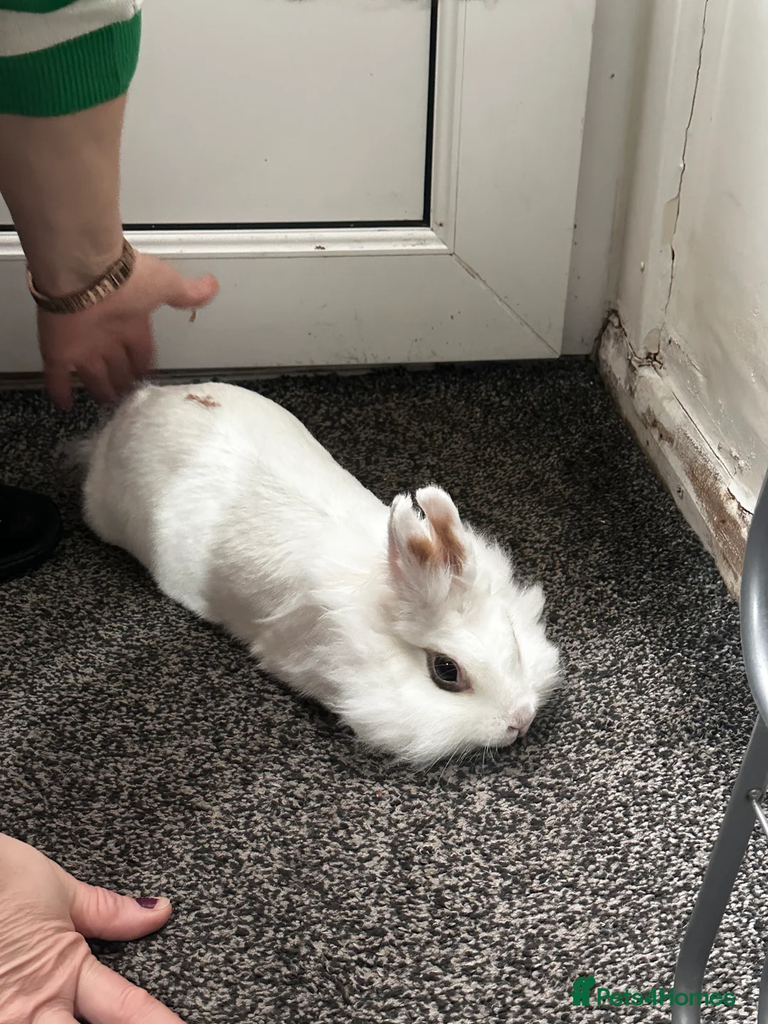 Belgian Hares rabbits for sale: Rabbit - Advert 2