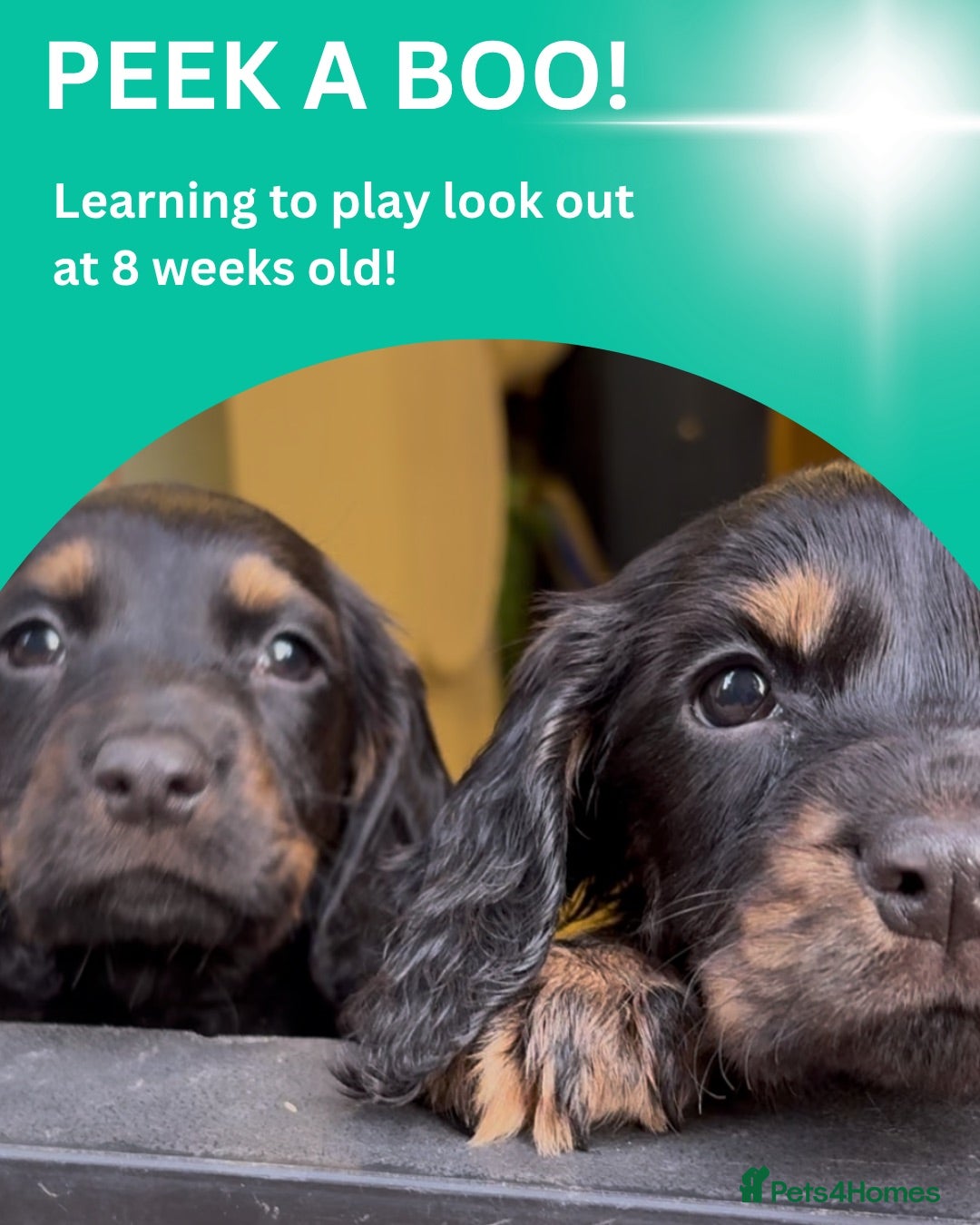 Cocker Spaniel dogs Beautiful cocker spaniel pups for loving homes  - Advert 11