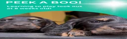 Cocker Spaniel dogs for sale: Beautiful cocker spaniel pups for loving homes  - Advert 1