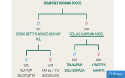 German Shepherd dogs for sale: German Shepherd  - Image 30