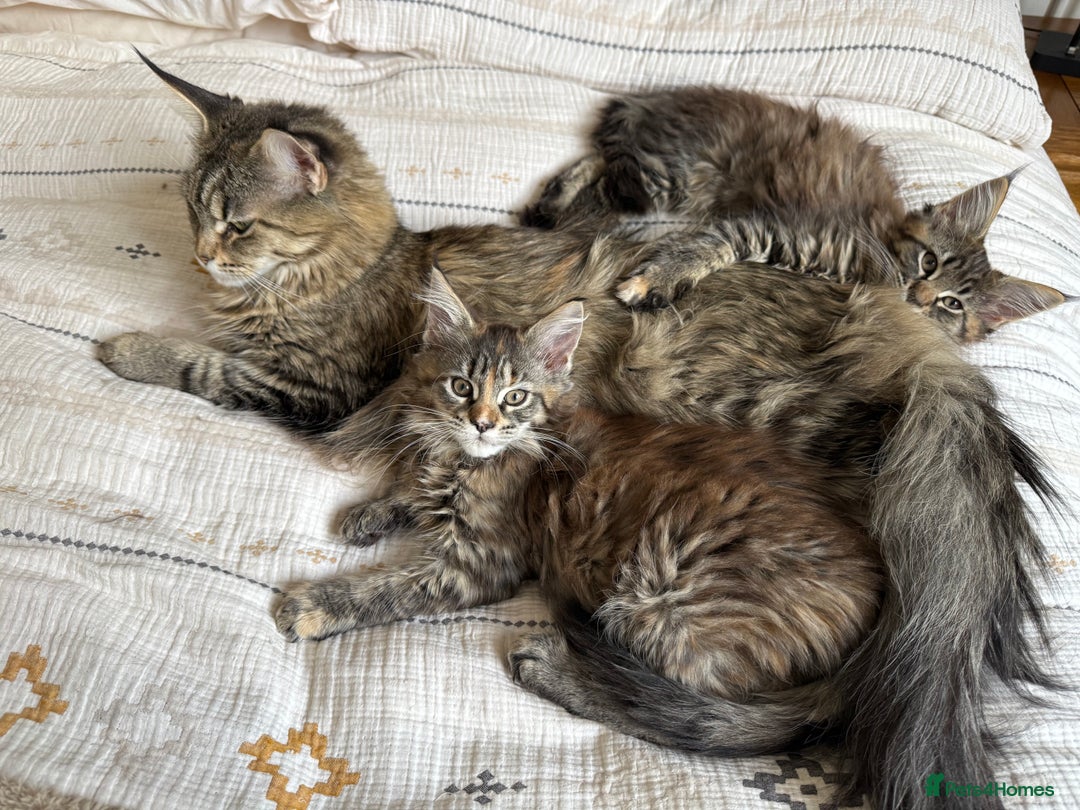 Maine Coon cats for sale: Pedigree Maine Coon Kittens - TICA Registered  - Image 15
