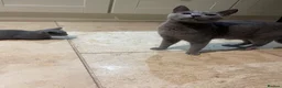 Russian Blue cats for sale: Pure Russian Blue kittens  - Advert 9