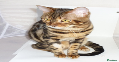 Bengal cats - Advert 4