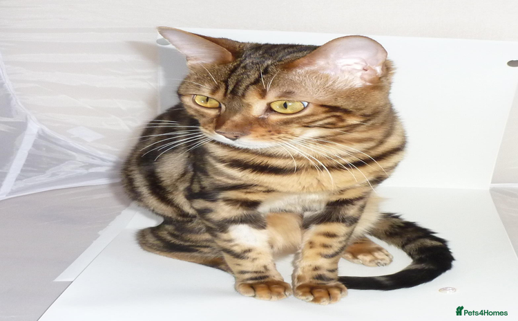 Bengal cats - Advert 1