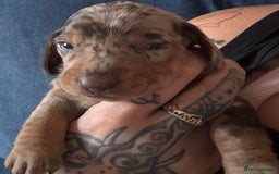 Miniature Dachshund dogs for sale: Miniature dapple dachshund  - Image 16