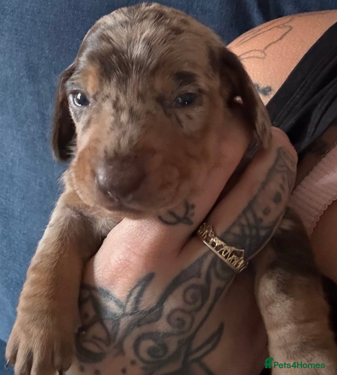 Miniature Dachshund dogs for sale: Miniature dapple dachshund  - Image 16