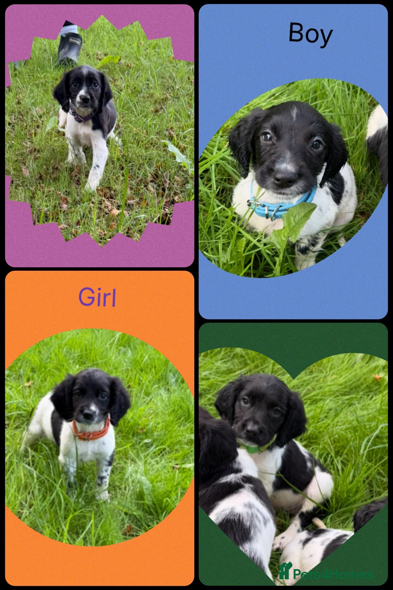 English Springer Spaniel dogs KC Registered English Springer Spaniel Puppies  - Advert 1