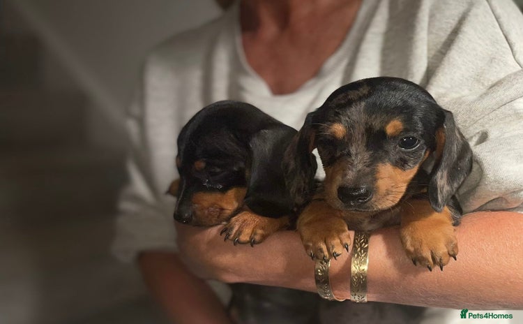 Miniature Dachshund dogs - Advert 1