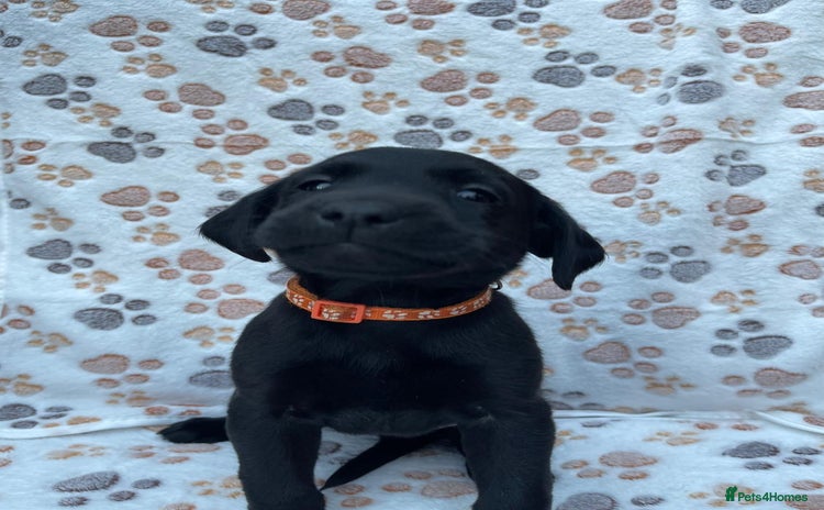 Labrador Retriever dogs - Advert 7