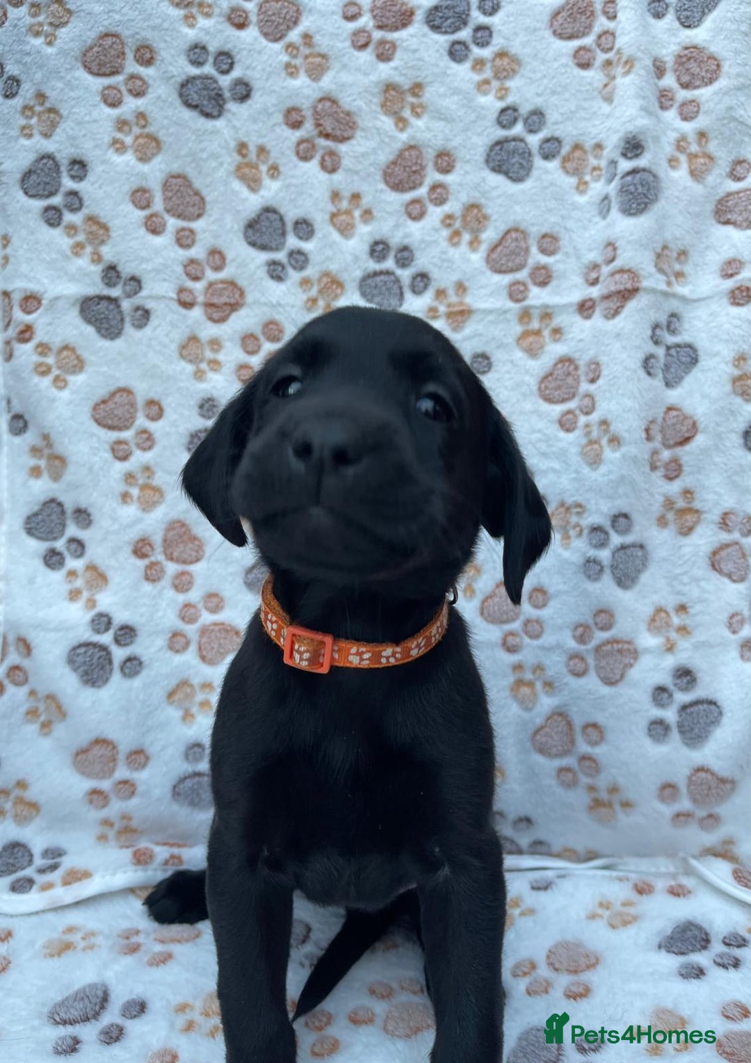 Labrador Retriever dogs for sale: **PEDIGREE, KC REGISTERED AND HIP SCORED** - Image 1