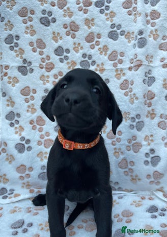 Labrador Retriever dogs - Advert 3