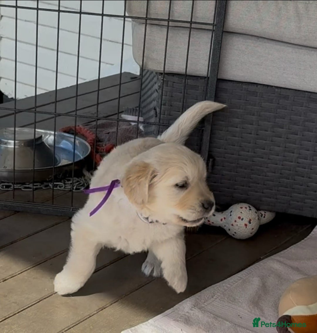 Golden Retriever dogs for sale: Golden Retriever Puppies PUREBRED - Image 4