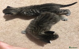 Mixed Breed cats for sale: Beautiful kittens  - Image 4