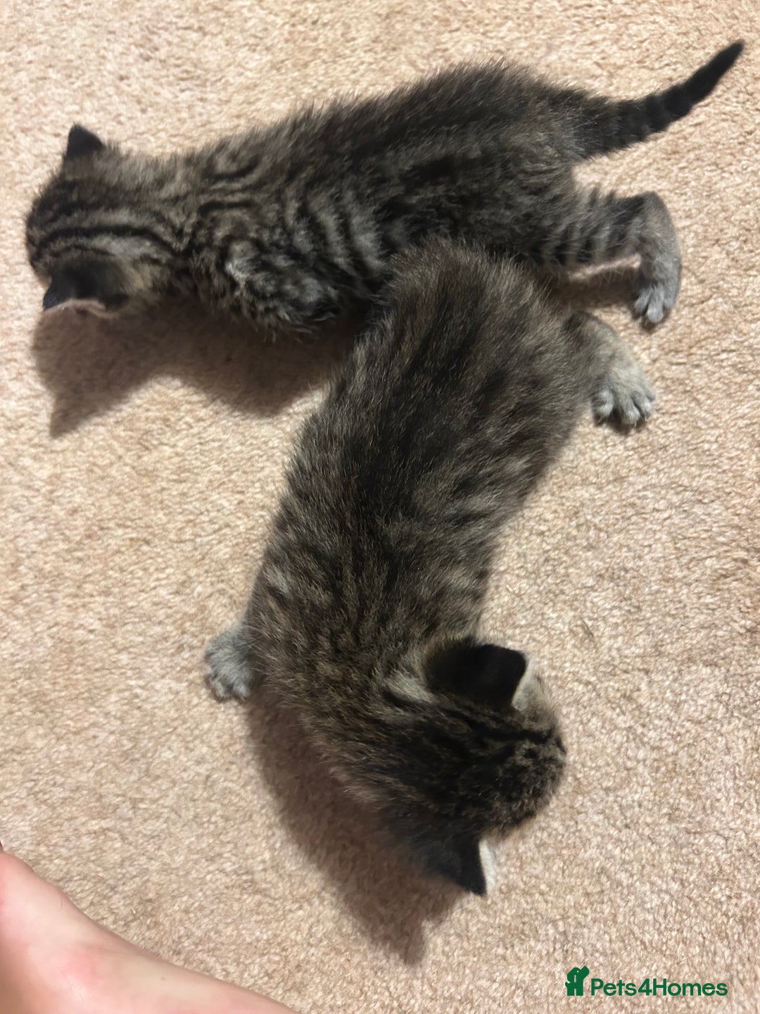 Mixed Breed cats for sale: Beautiful kittens  - Image 4