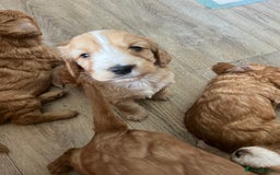 Cockapoo dogs for sale: 7 beautiful cockapoos baby’s  - Image 23