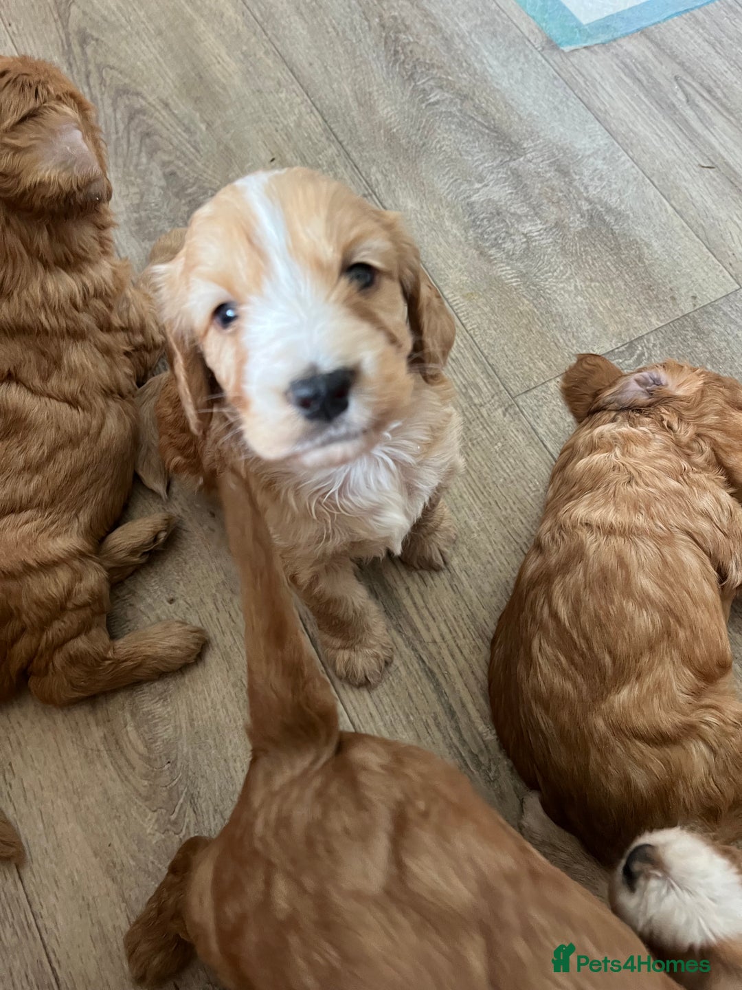 Cockapoo dogs for sale: 7 beautiful cockapoos baby’s  - Image 23