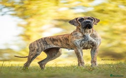 Great Dane dogs for sale: 🌟 Upcoming Litter – Great Danes- August 2025 🌟 - Image 8