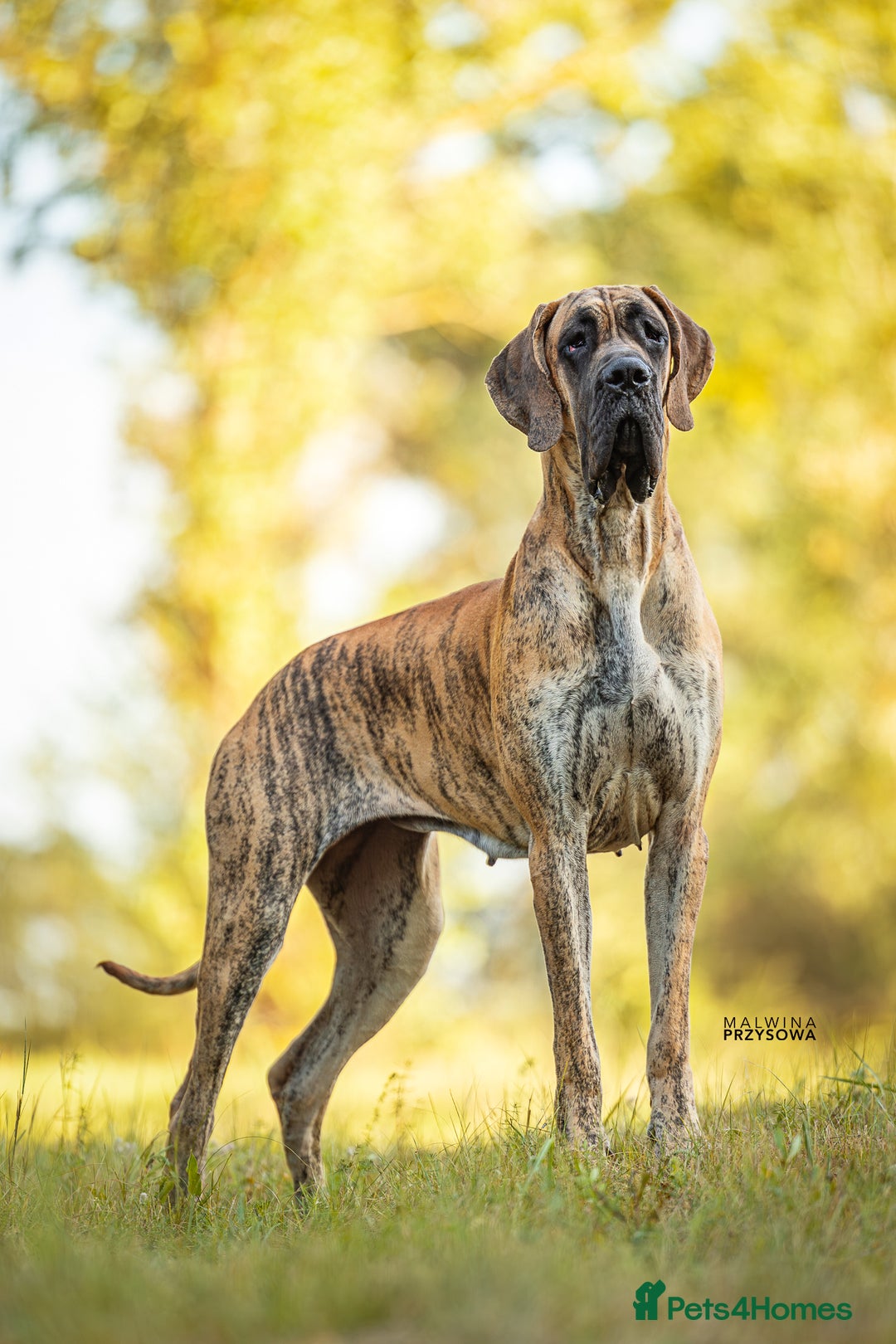 Great Dane dogs for sale: 🌟 Upcoming Litter – Great Danes- August 2025 🌟 - Image 8