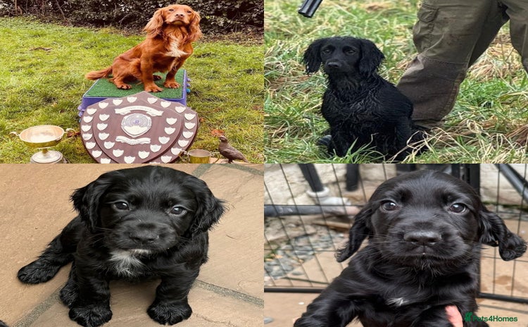 Cocker Spaniel dogs - Advert 7
