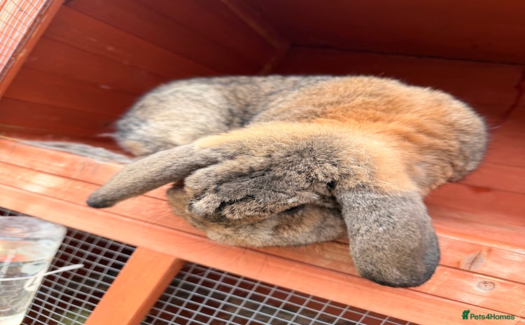Mini Lop rabbits - Advert 2