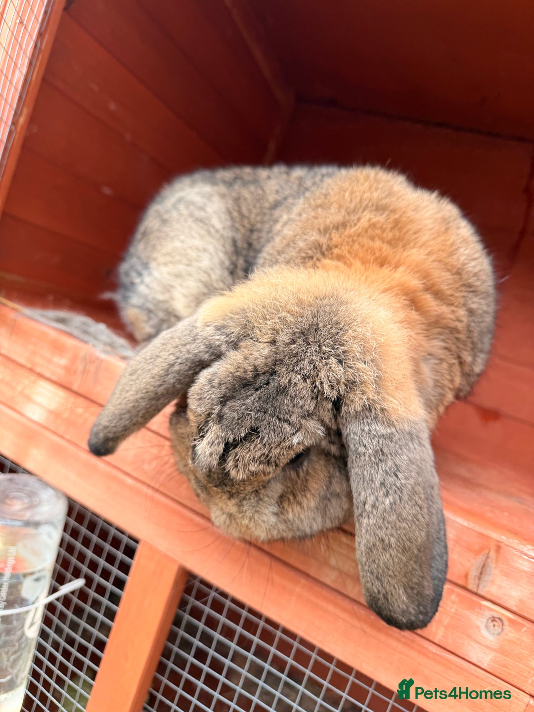 Mini Lop rabbits for sale: Cute and Friendly Bunny for Sale - Image 1