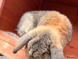 Mini Lop rabbits - Advert 28
