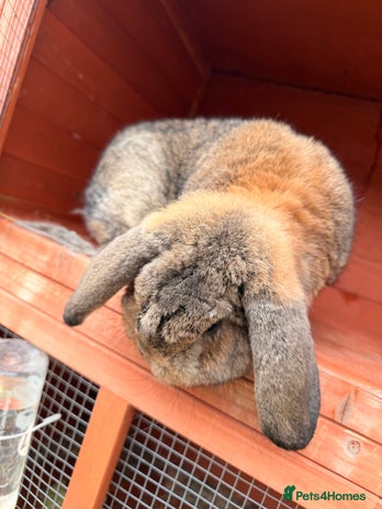 Mini Lop rabbits - Advert 1