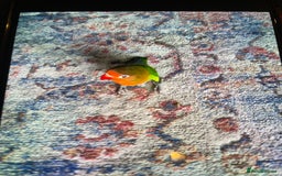 Lovebirds birds for sale: Lovebird - Advert 1