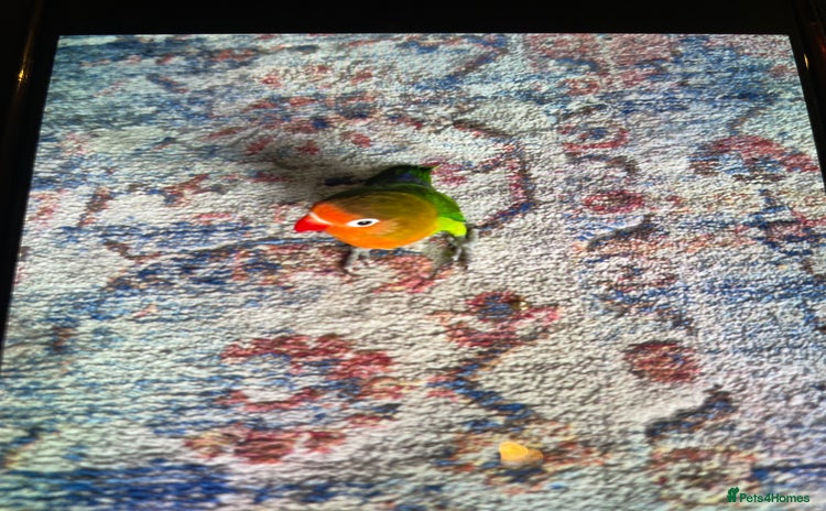 Lovebirds birds Lovebird - Advert 1