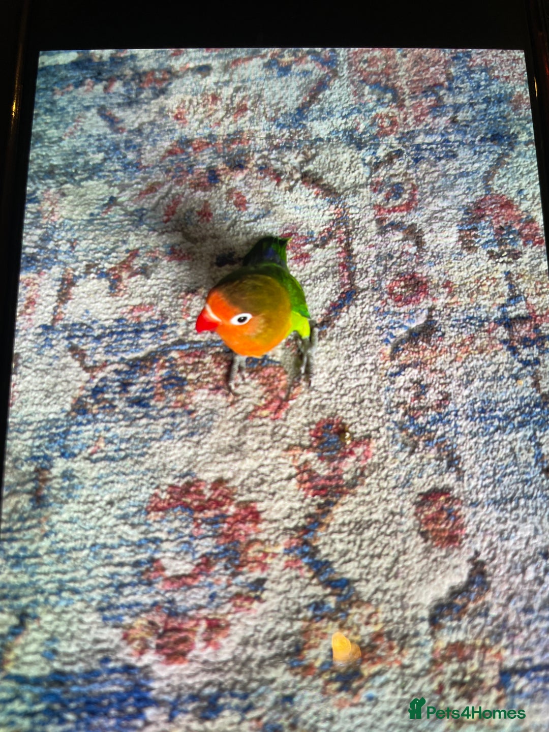 Lovebirds birds for sale: Lovebird - Advert 1