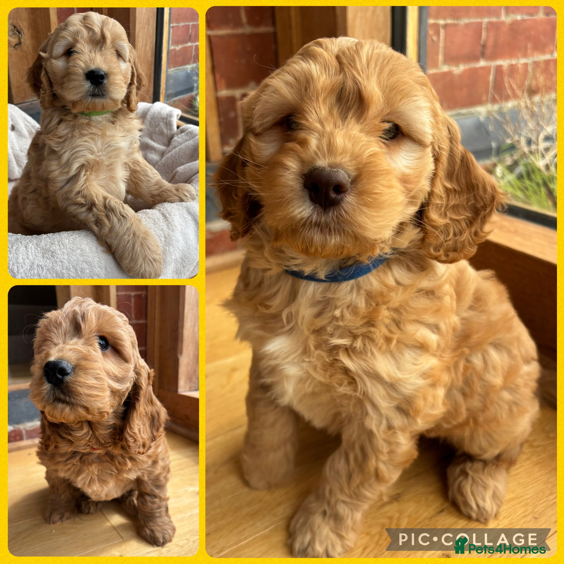 Cocker Spaniel dogs Stunning Cockapoo F1 Puppies KC Parents  - Advert 11