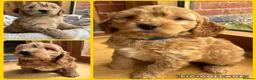 Cocker Spaniel dogs for sale: Stunning Cockapoo F1 Puppies KC Parents  - Advert 3