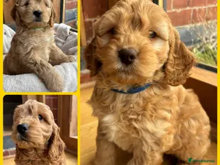 Cocker Spaniel dogs Stunning Cockapoo F1 Puppies KC Parents - Advert 11