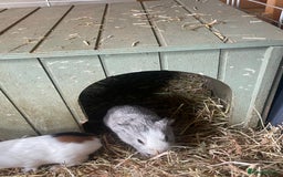 Guinea Pig rodents for sale: Beautiful boy Guinea pigs  - Image 1