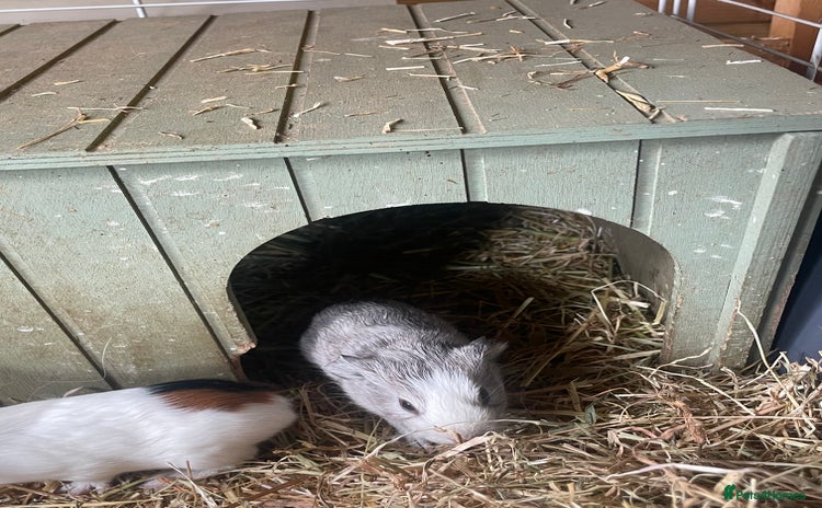 Guinea Pig rodents - Advert 1