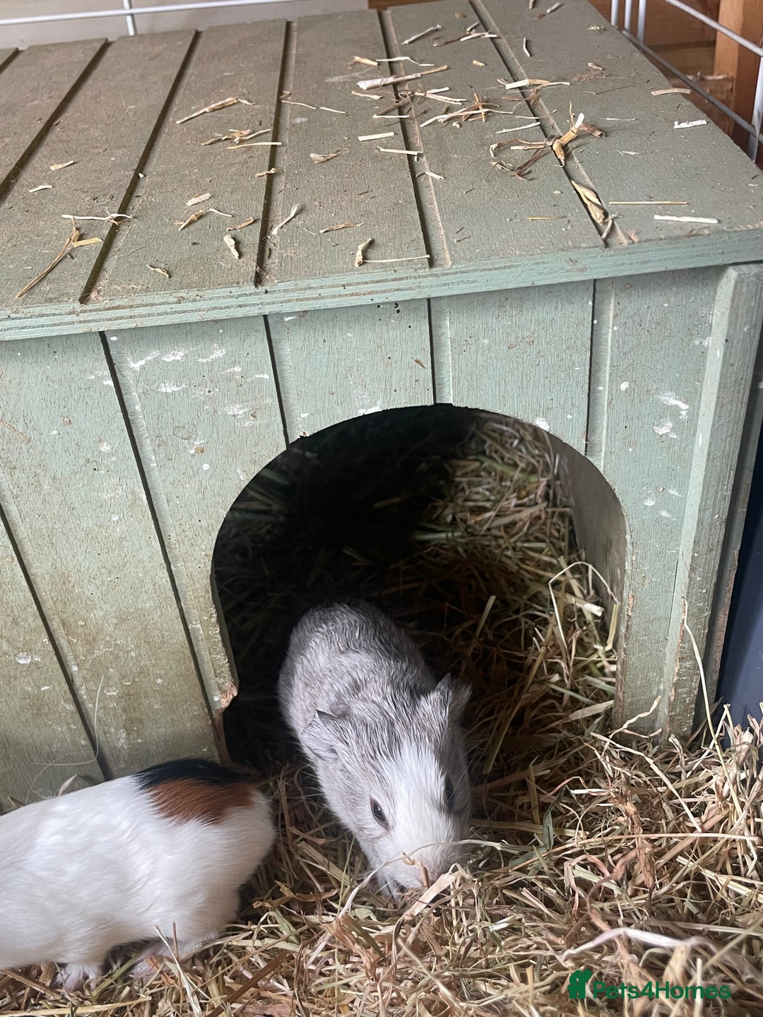 Guinea Pig rodents for sale: Beautiful boy Guinea pigs  - Image 1