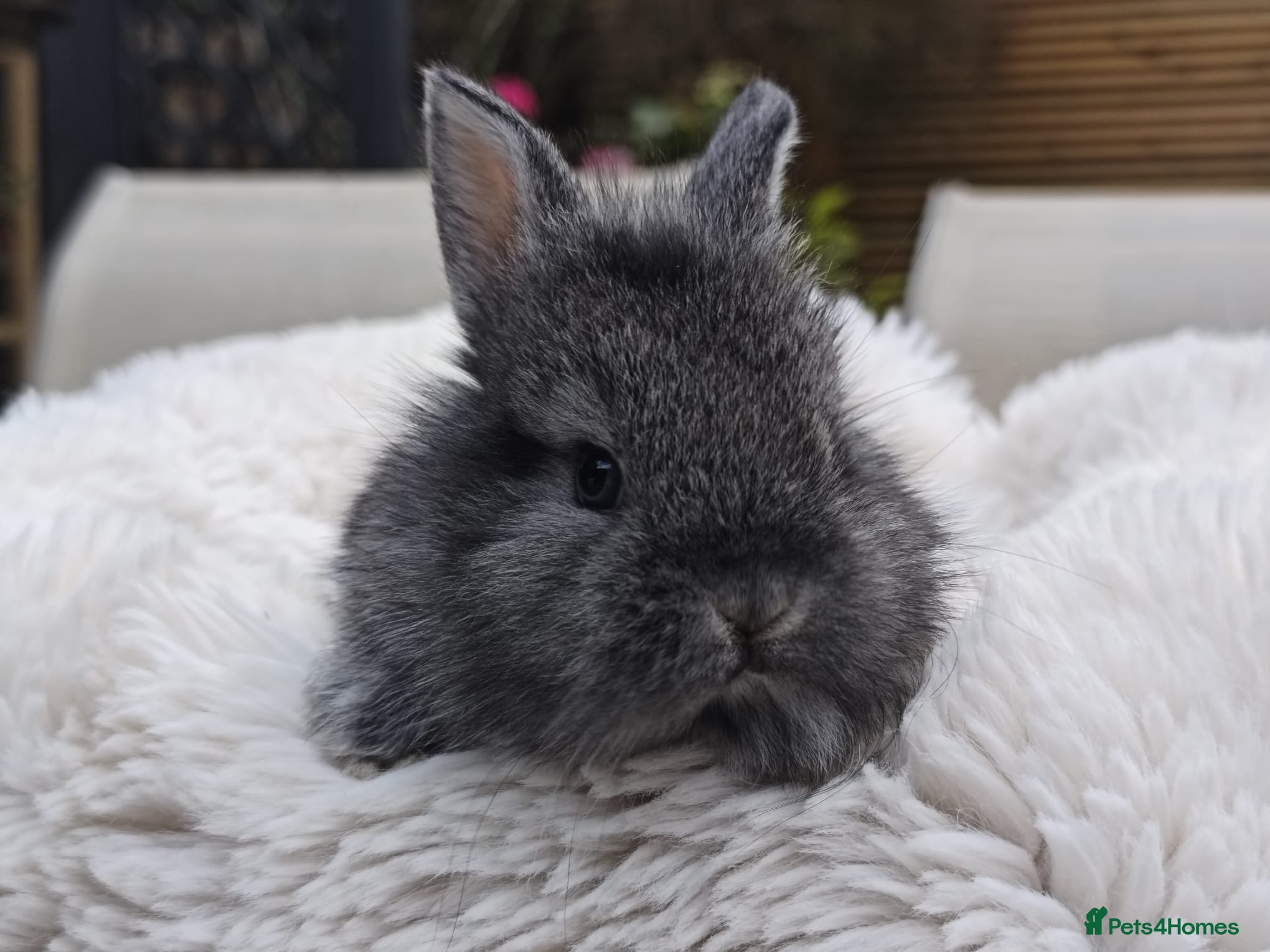 Mini Lop rabbits Rare Mini Lion Lops ready 3rd July  - Advert 2
