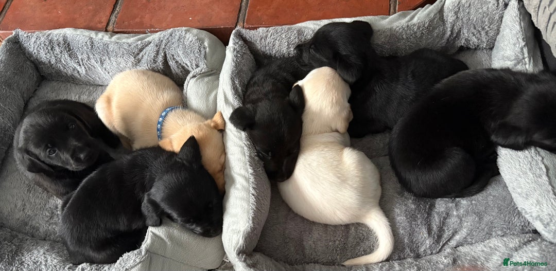 Labrador Retriever dogs for sale: Ready now beautiful Labrador retriever puppies - Image 2