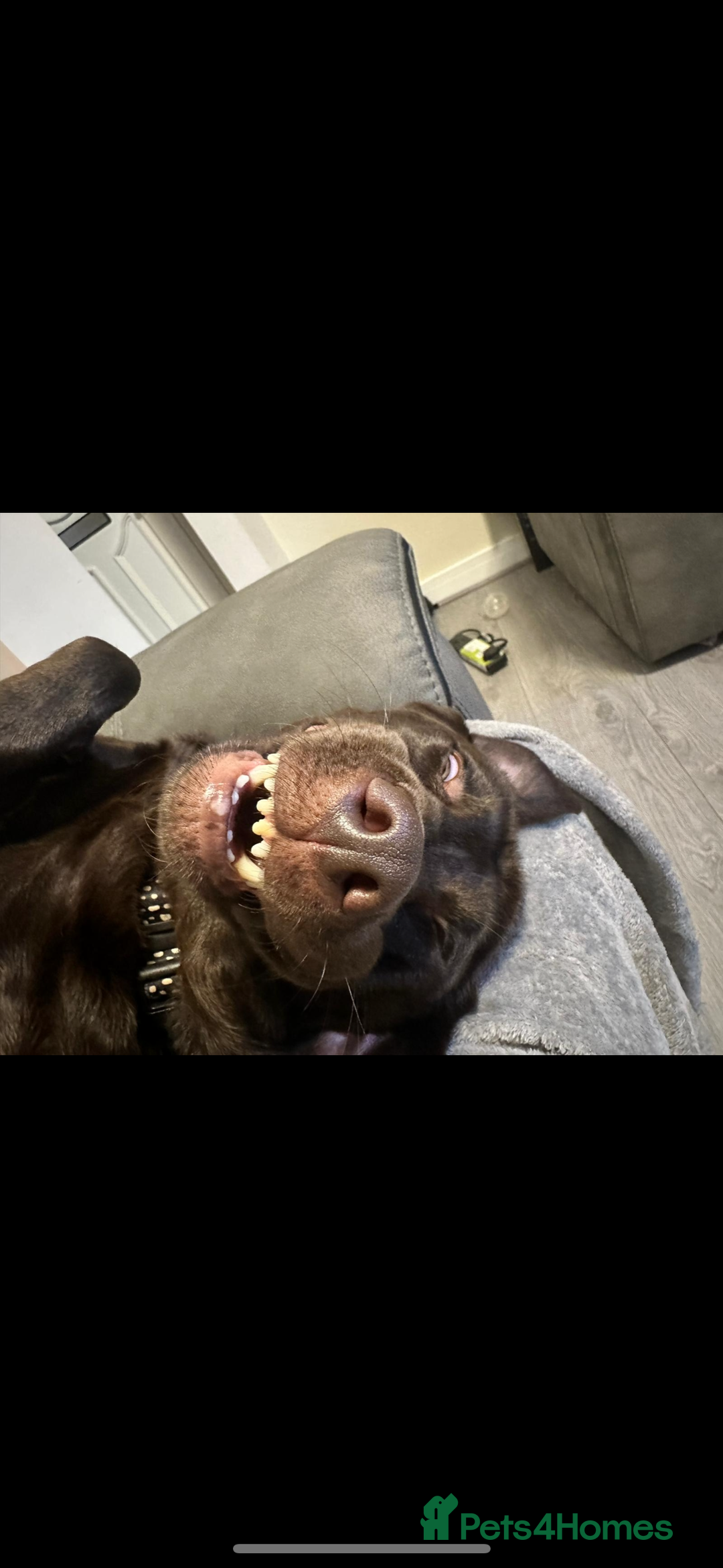Labrador Retriever dogs for sale: Chocolate Lab Bitch  - Image 5