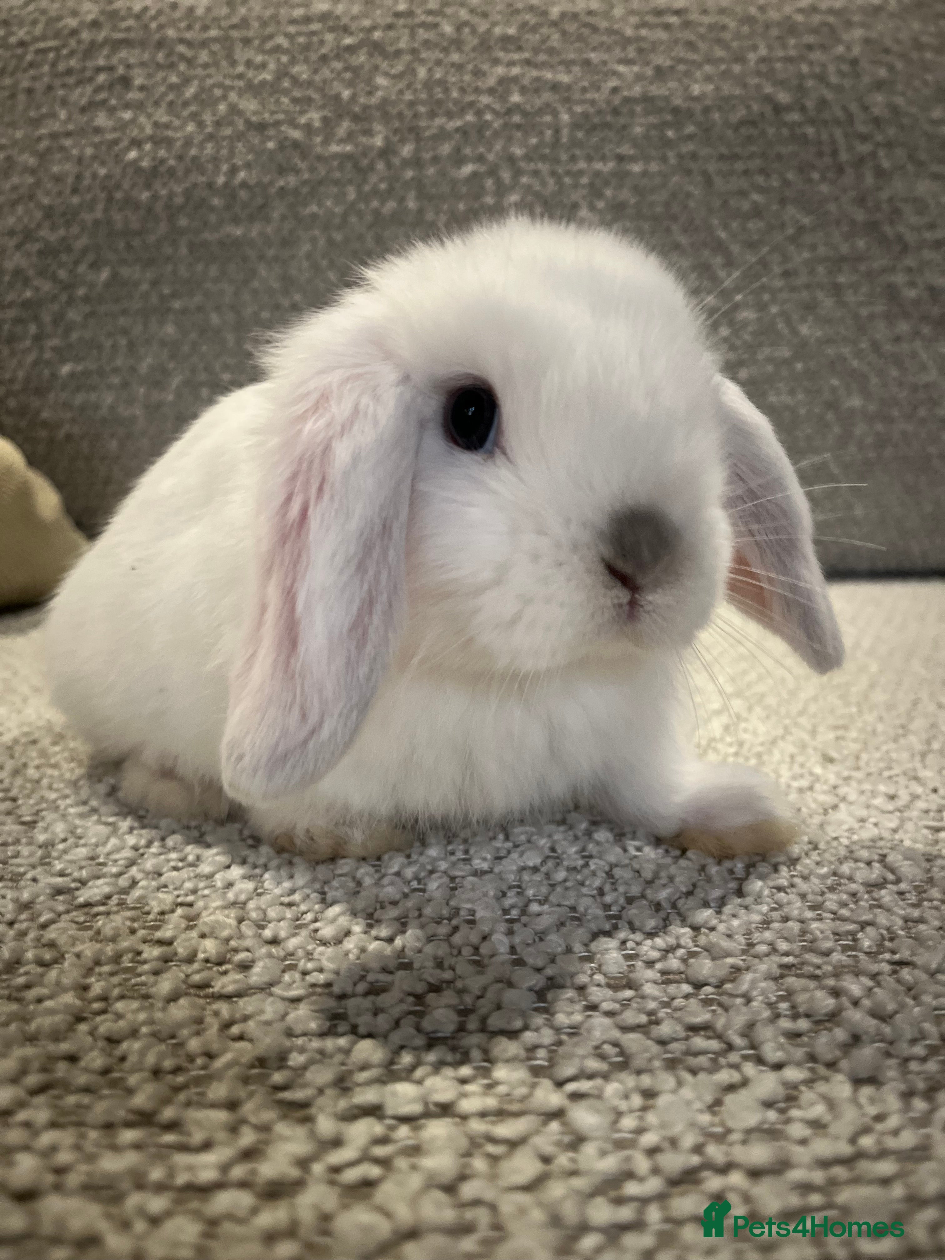 Mini Lop rabbits 8 week old Mini lop doe - Advert 1