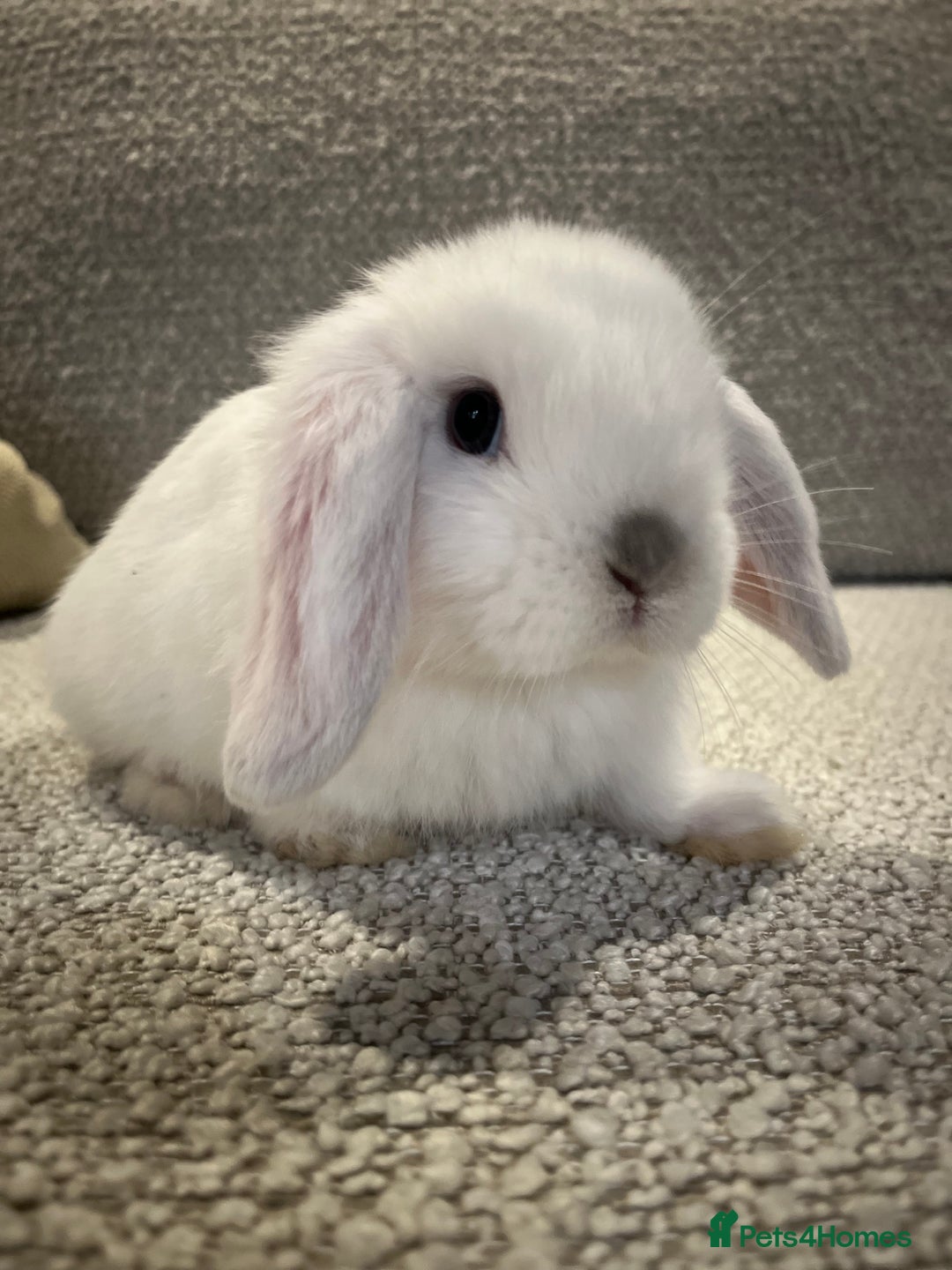 Mini Lop rabbits for sale: 8 week old Mini lop doe - Advert 1