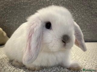 Mini Lop rabbits 8 week old Mini lop doe - Advert 2