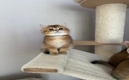 British Shorthair cats for sale: BSH Golden kittens  - Image 12