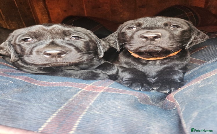 Labrador Retriever dogs - Advert 6