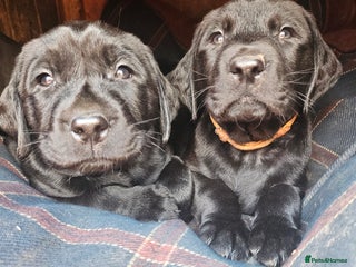 Labrador Retriever dogs - Advert 24