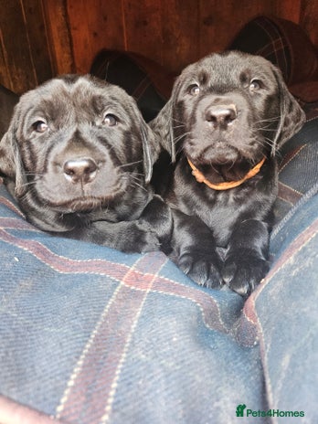 Labrador Retriever dogs - Advert 2