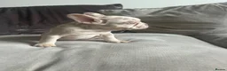 French Bulldog dogs for sale: 6 quality fluffy carrier French bulldogs - Advert 9